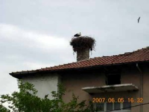 農家の煙突に巣作りしたコウノトリ（ブルガリア）